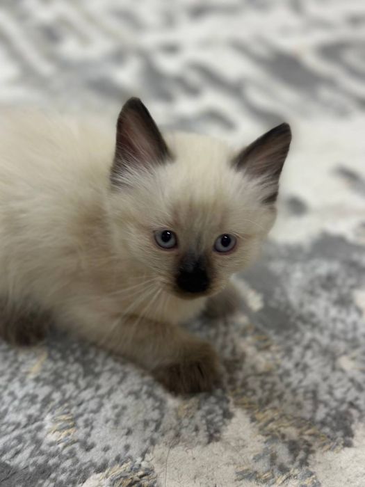 Сиамский котёнок