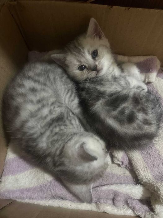 Котёнок Скоттиш страйт
