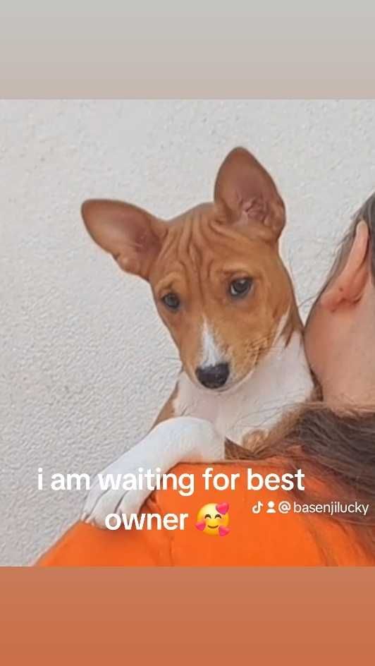 Catelus basenji fata