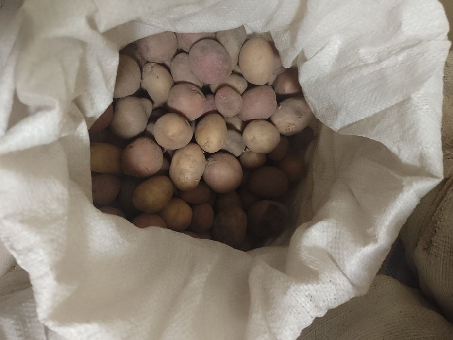 Vând cartofi de porci