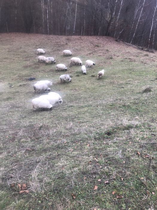 Vând oi breze de petrosani