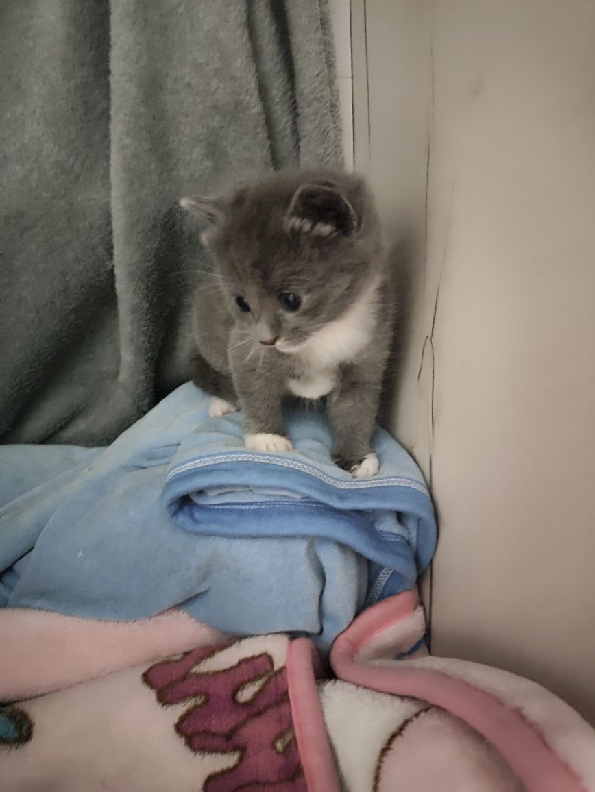 Котёнок  девочка