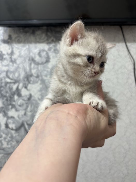 Продаются котята Бритнскйи фолд