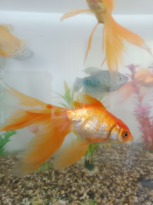 Золотая рыбка...