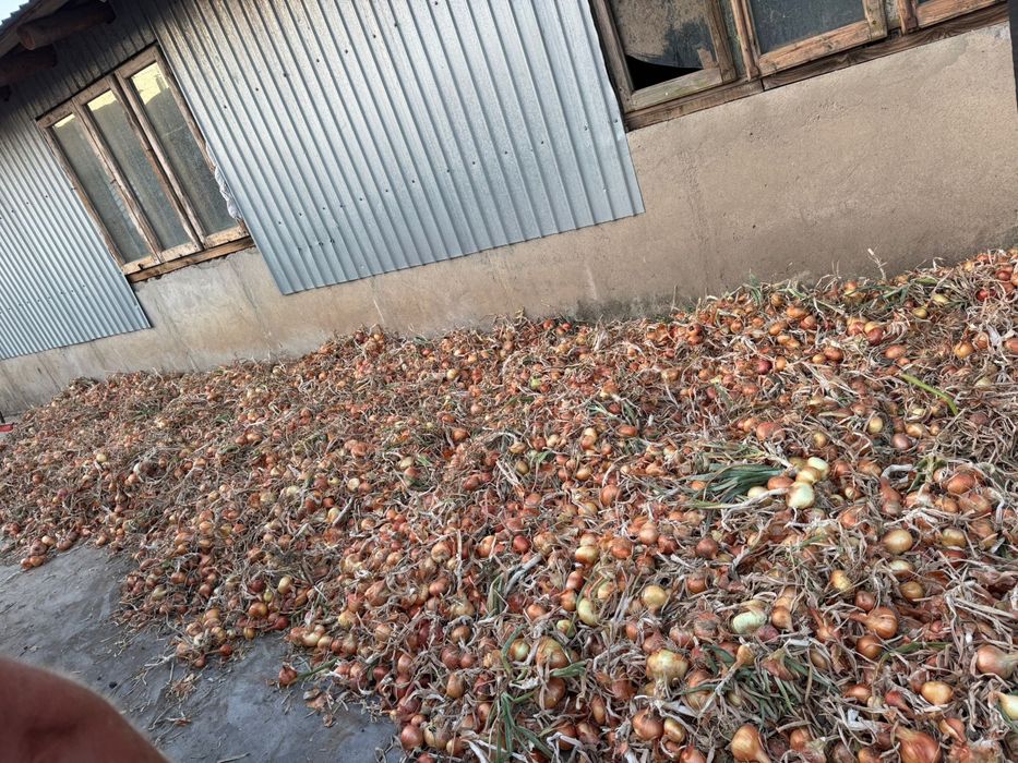Ceapa alba productie proprie