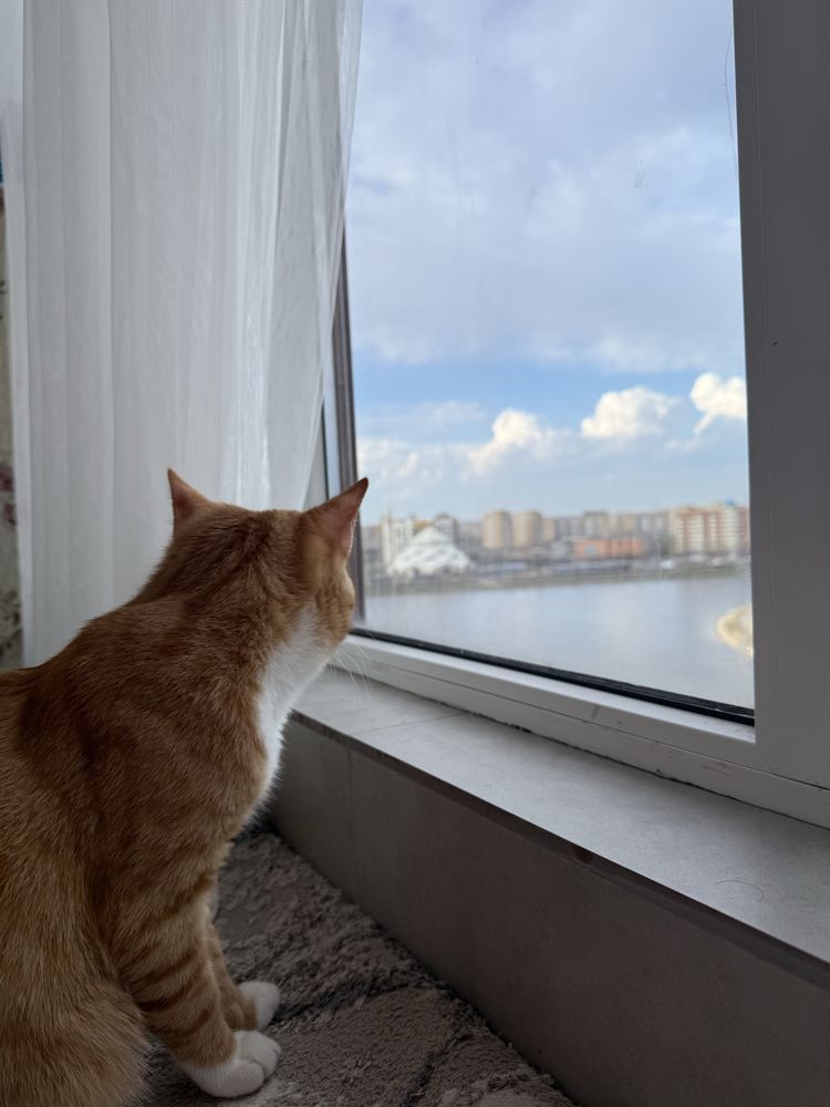 Ищем кота на вязку