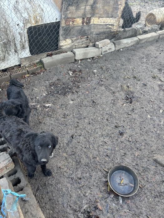 Catei de intors oile