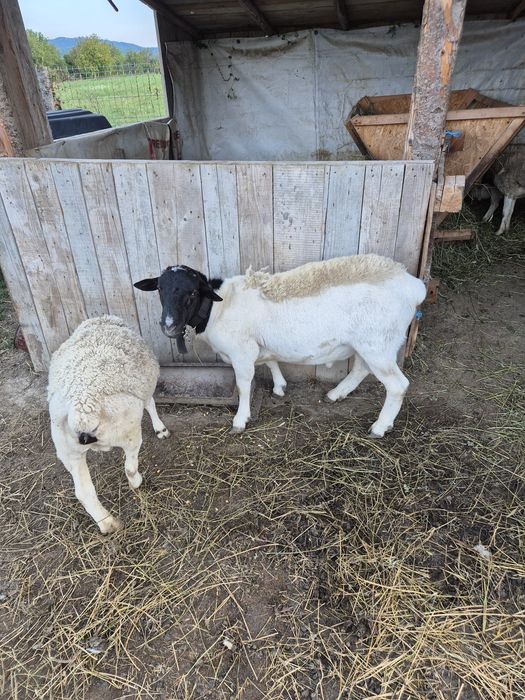 Vând berbecuț dorper