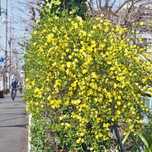 Iasomie Yellow galbena Parfumata