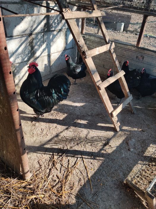 Vand gaini austrolop