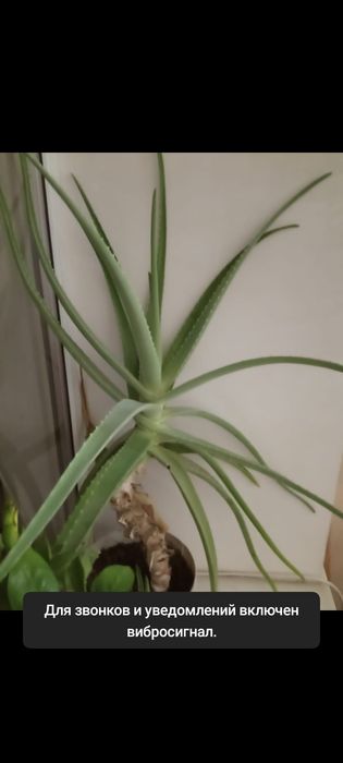 Продам алое 7-ми летний