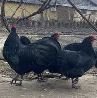 Oua incubat australorp negru si albastru