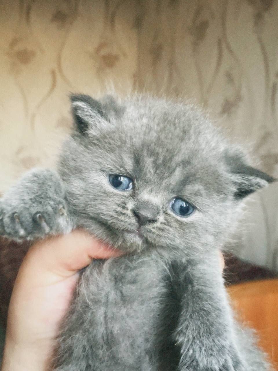 Продаются британские котята