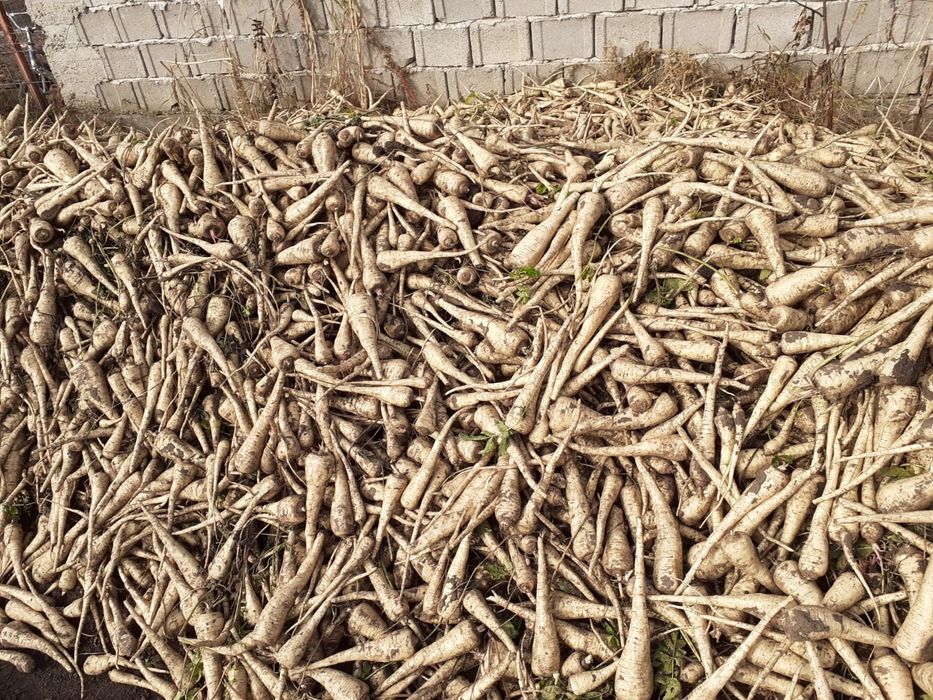 Ceapa pastarnac pătrunjel morcov țelină