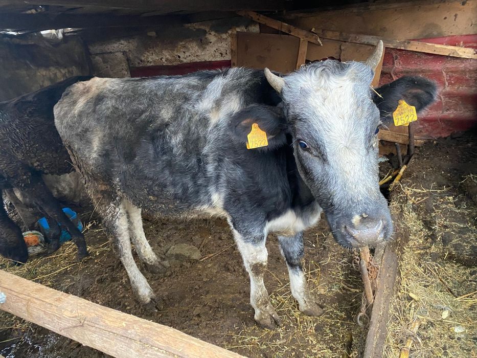 Vând vaca și vitea