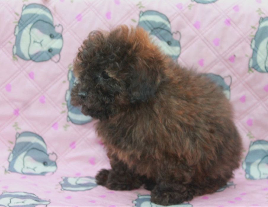 Щенок мальтипу F1, мальчик, темный шоколад