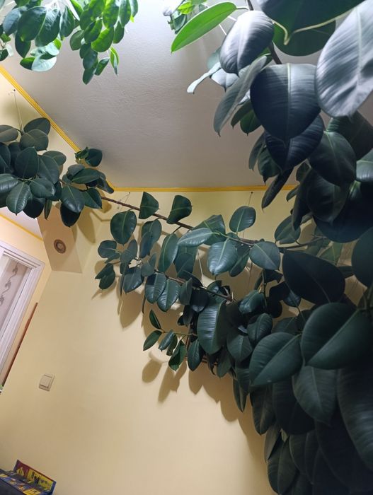 Vând ficus mare,de aproximativ 4-5 metri înălțime
