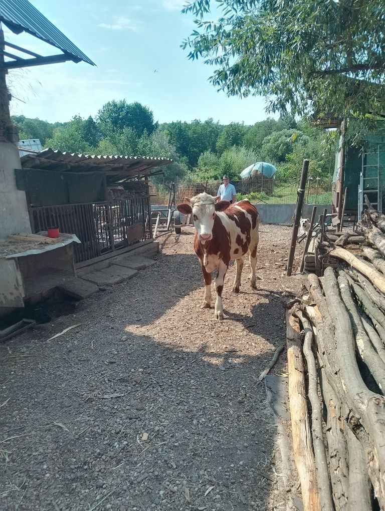 Vind vitea rasă bălțată românească