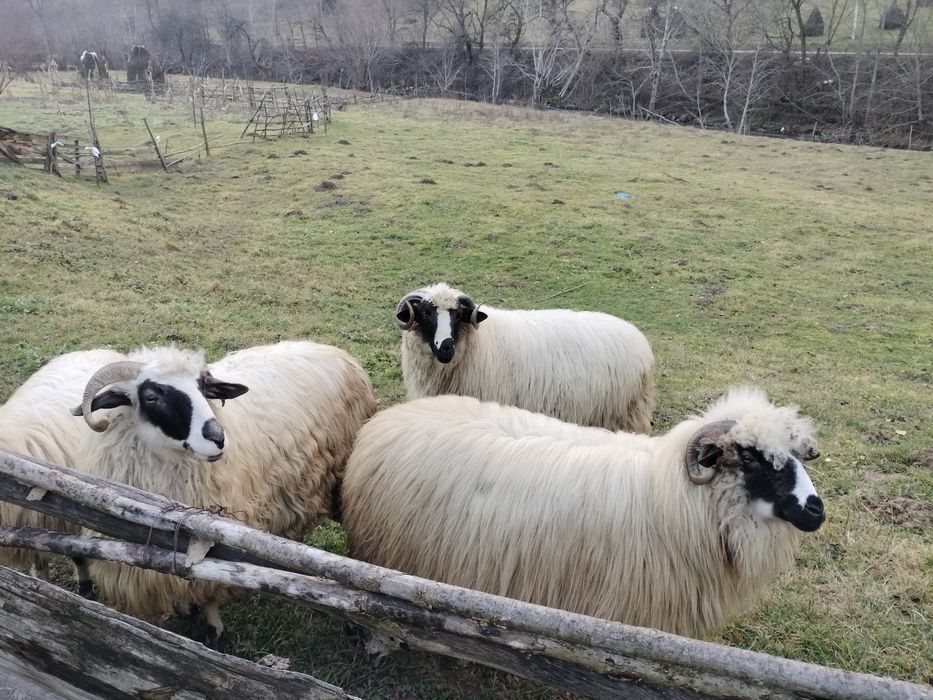 Trei oi și un berbec