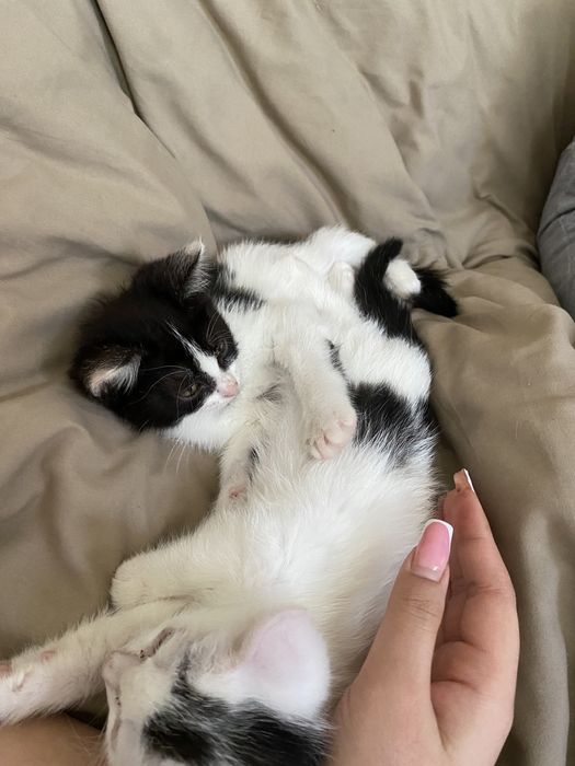 Котёнки тараз бесплатно