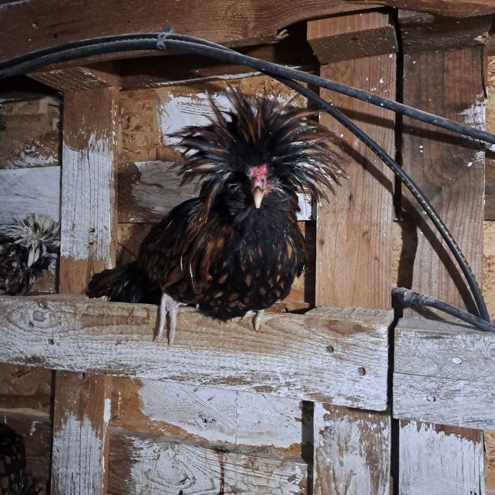 Vand cocos rasa paduana aurie