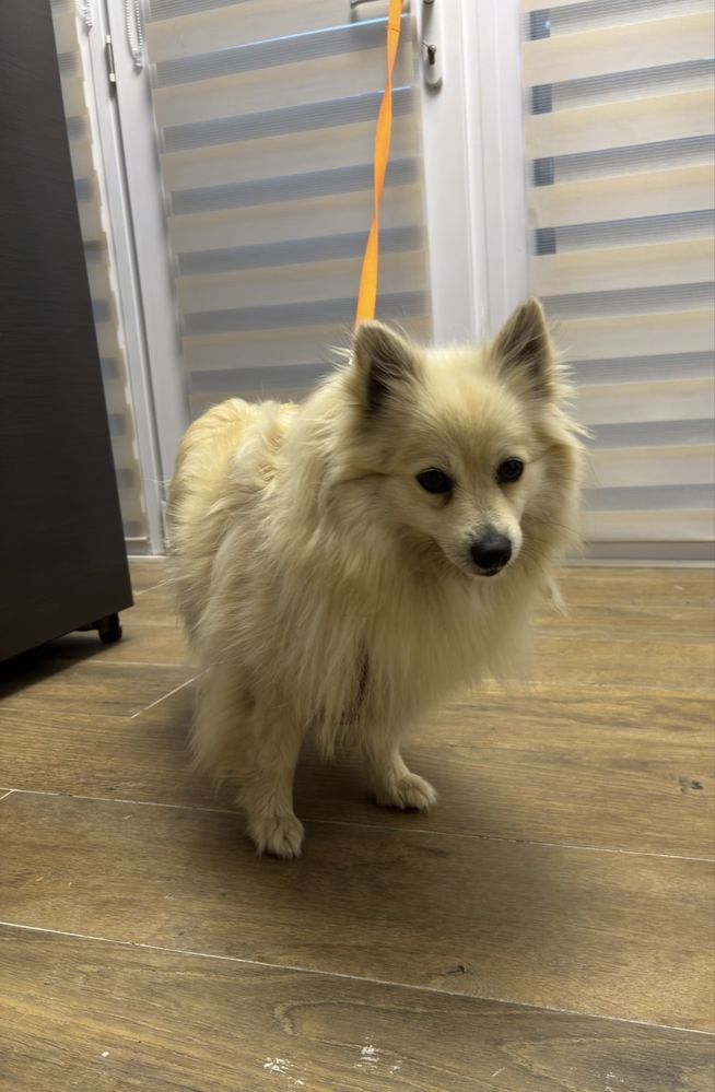 Câine de rasa mixta- spitz japonez si border collie