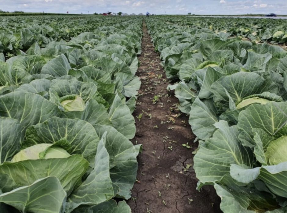 Varza de Socodor livrata la domiciliu, 2 lei kg