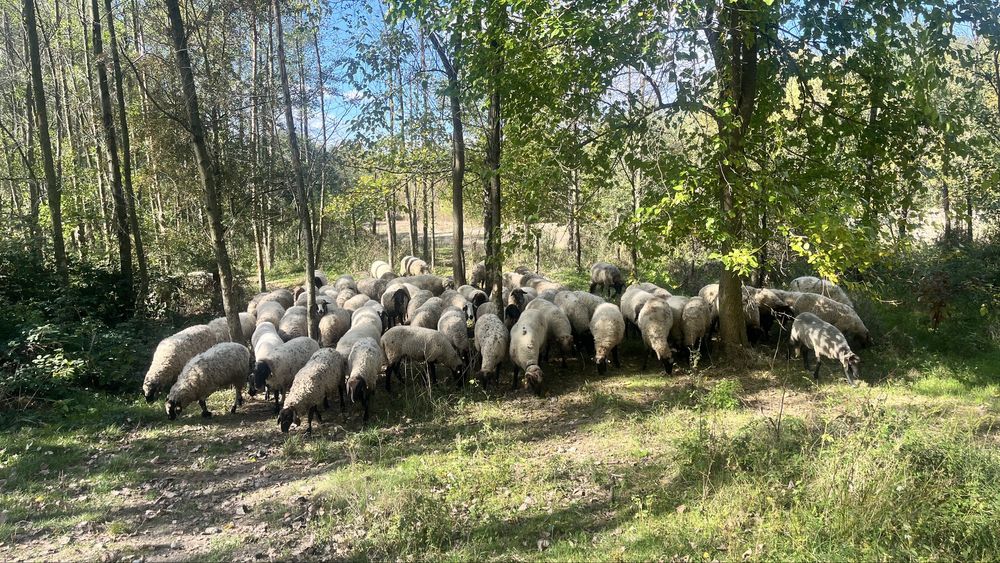 Vand oi , verifica descrierea