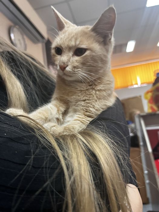 Рыжый котик ищет дом