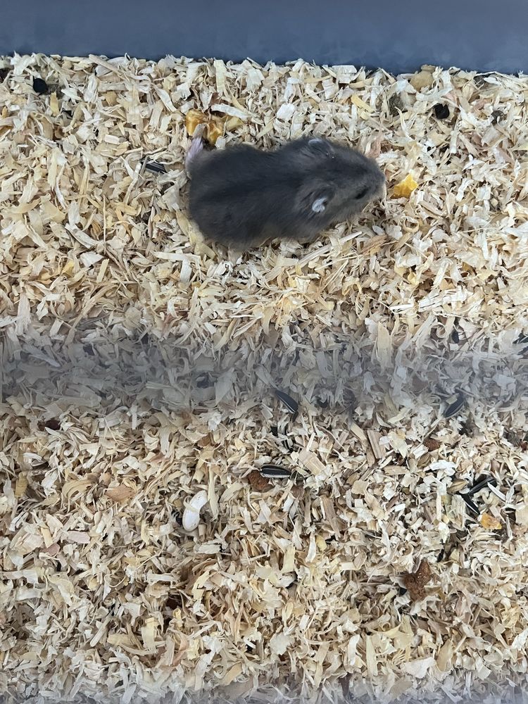 Vând hamsterii pitici!!