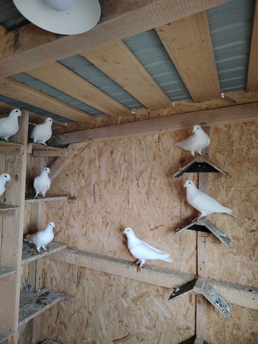 Porumbei albi disponibili