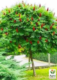 Саженцы Сумах уксусное дерево карагач заборный тополь осина клён местн