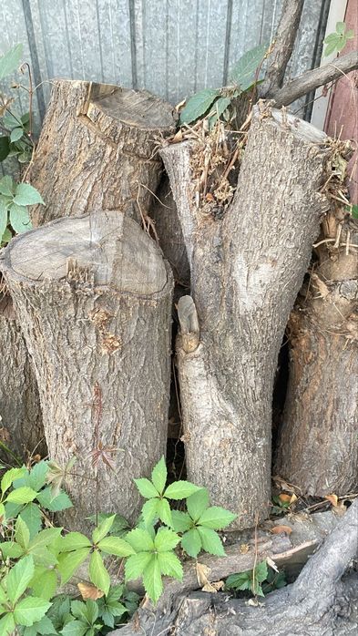 Дрова спиленные для бань