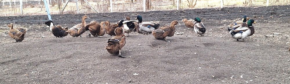 Vindem 70 de raţe ingrasate en gross