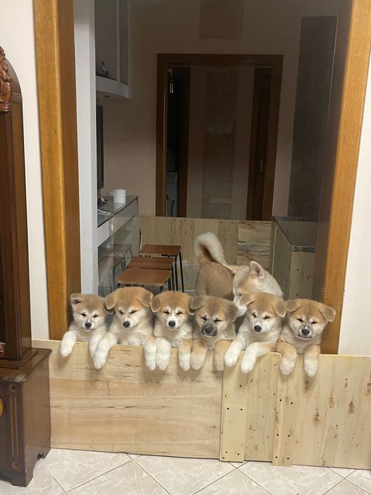 Pui de Akita inu
