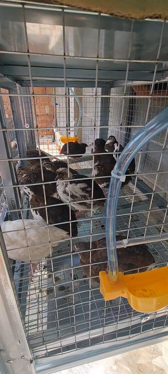 Продавам клетка с всичко необходимо за пъдпъдъци