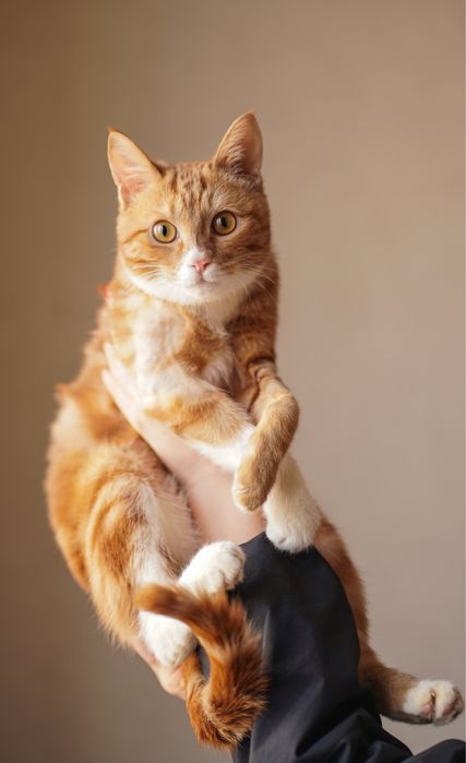 Mushukcha Rizjik uy izlayapti — Toshkent