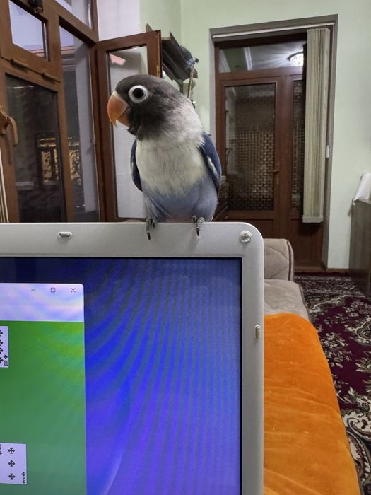 Неразлучник маска