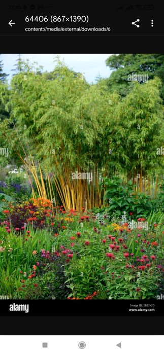 Bambus auriu de gradina