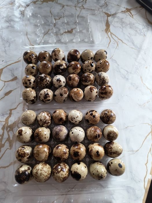 Vând oua de prepelita,24 buc / cofrag.