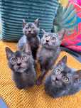 Pisica Lykoi cu pedigree TICA si drepturi de monta