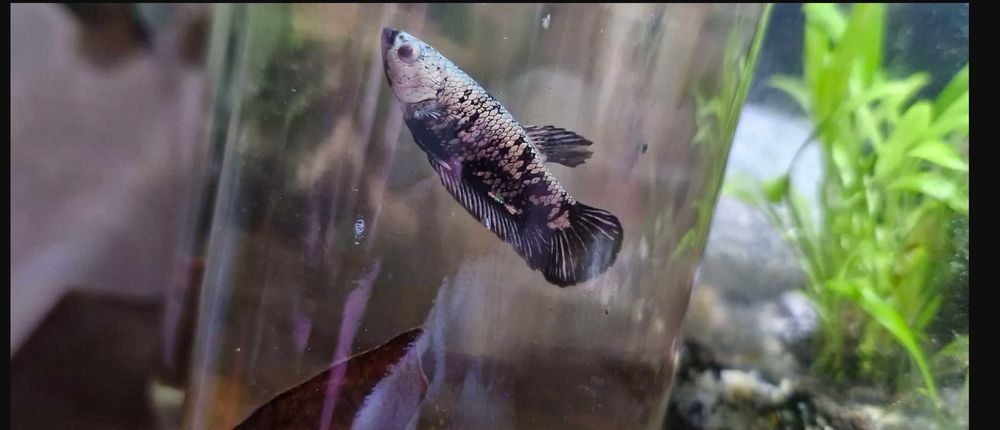 Бета плакат рибки