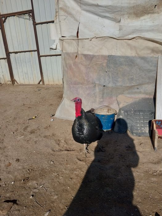 Келисимли бахада сатилади