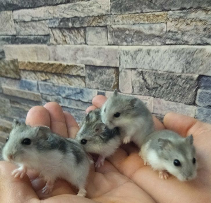 Hamsteri deosebiți diverse culori pui foarte blânzi si cuminți