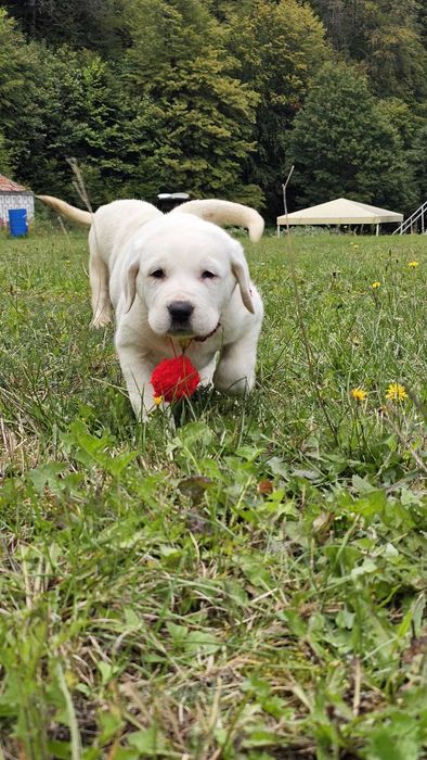 Ciobanesc de Asia Centrala femela