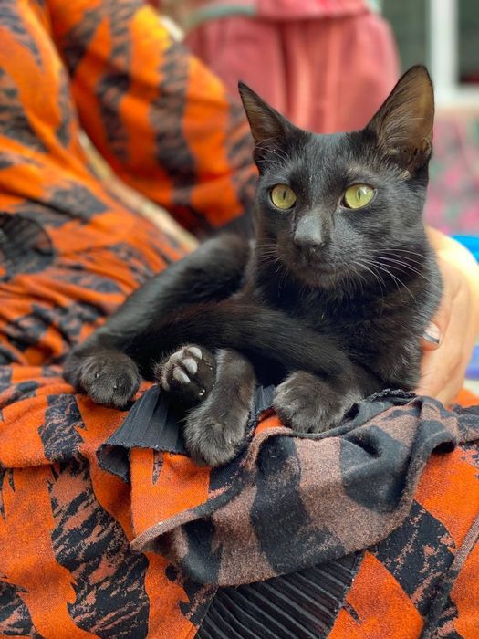 Бомбейский кот .