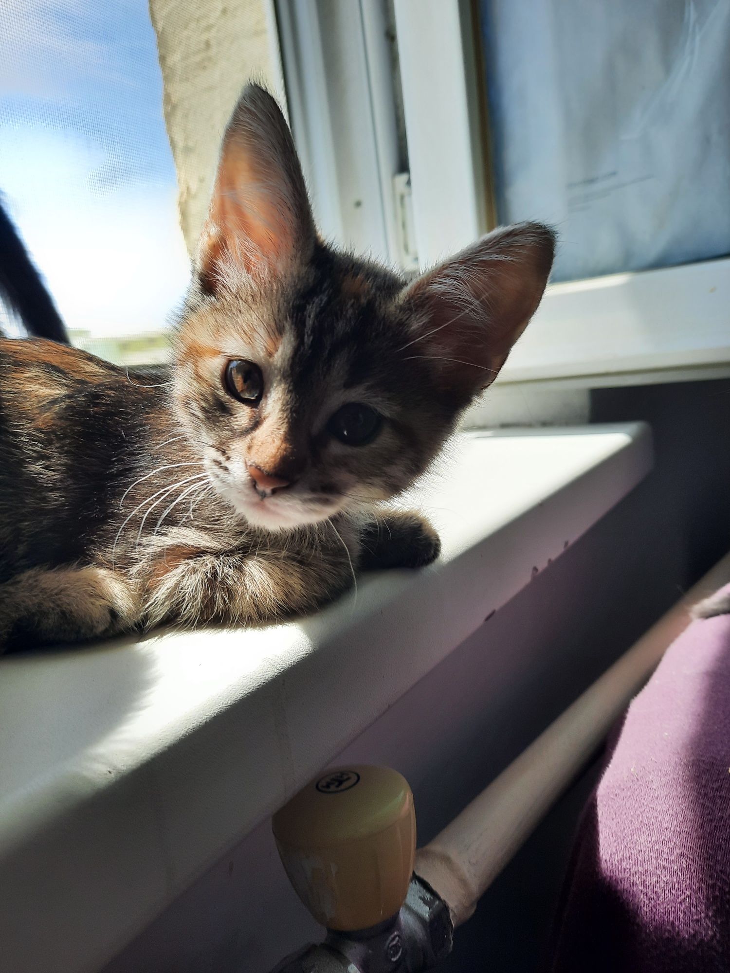 Котята в ответственные руки