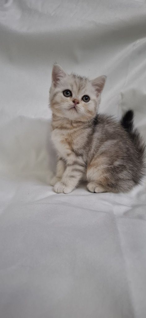 Продаю шотландских котят
