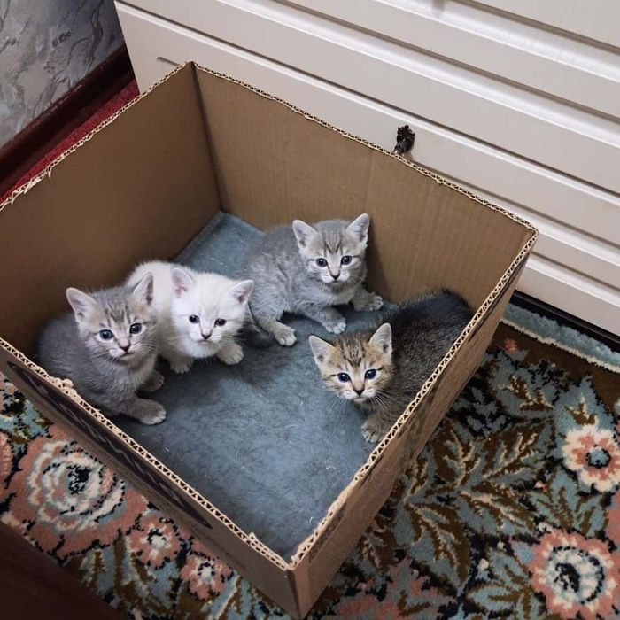 Котята в добрые руки