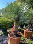 Plante ornamentale